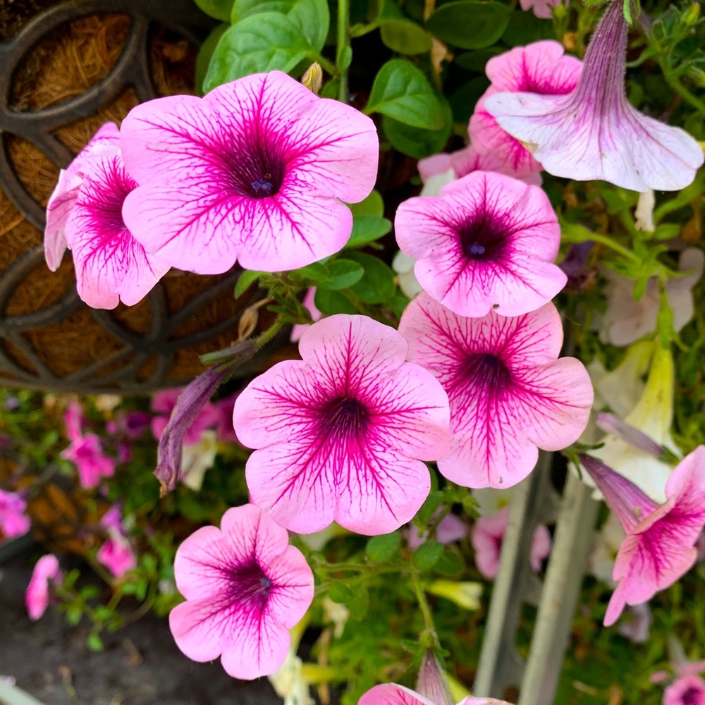 Meet your Posher, Annabelle